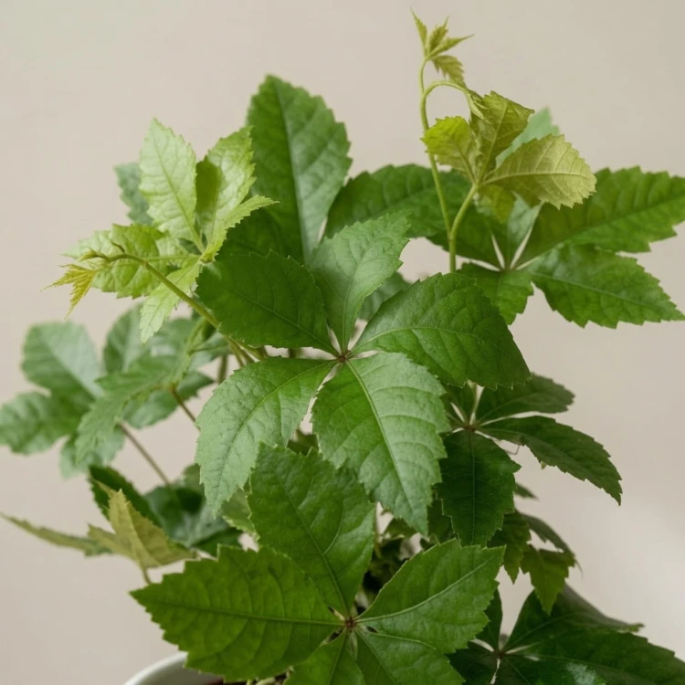Winobluszcz Parthenocissus P11