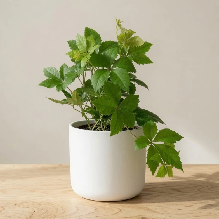 Winobluszcz Parthenocissus P11