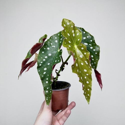 Begonia maculata Wightii Begonia koralowa P9 #1