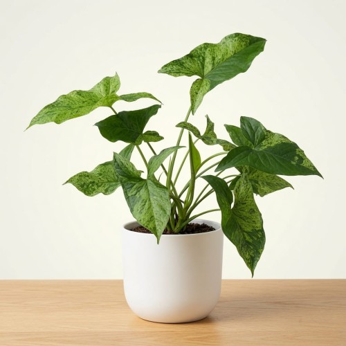 Syngonium Mottled Mojito Zroślicha P11