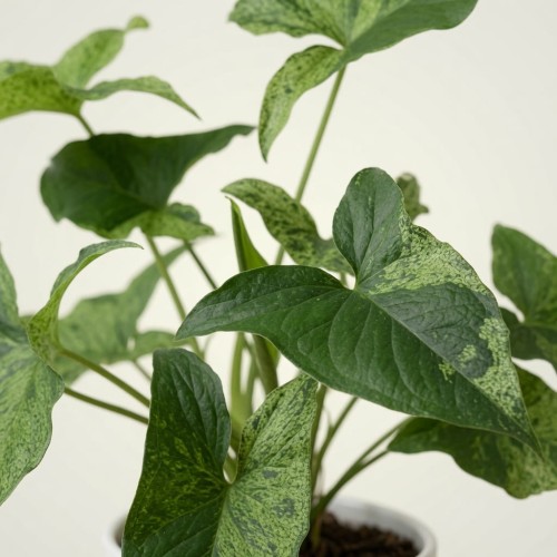 Syngonium Mottled Mojito Zroślicha P11