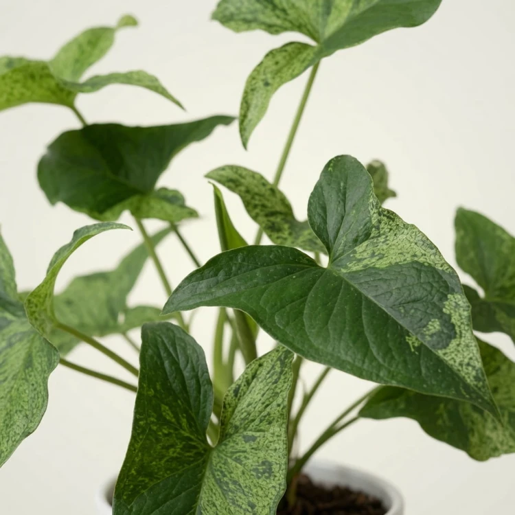 Syngonium Mottled Mojito Zroślicha P11