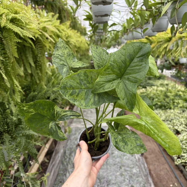 Syngonium Mottled Mojito Zroślicha P11