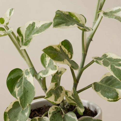 Epipremnum Pearls and Jade | White Panther P7