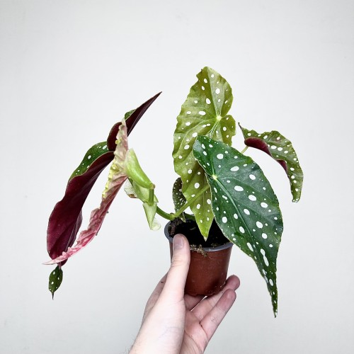 Begonia maculata Wightii Begonia koralowa P9 #2