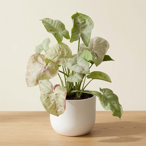 Syngonium Milk Confetti Zroślicha P11