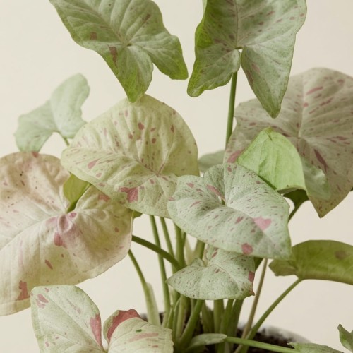 Syngonium Milk Confetti Zroślicha P11