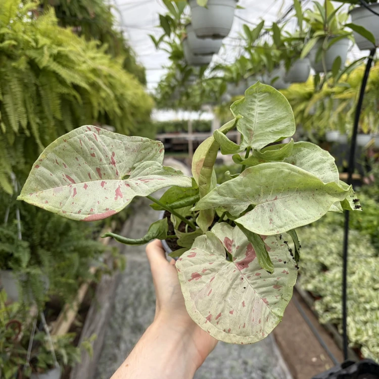 Syngonium Milk Confetti Zroślicha P11