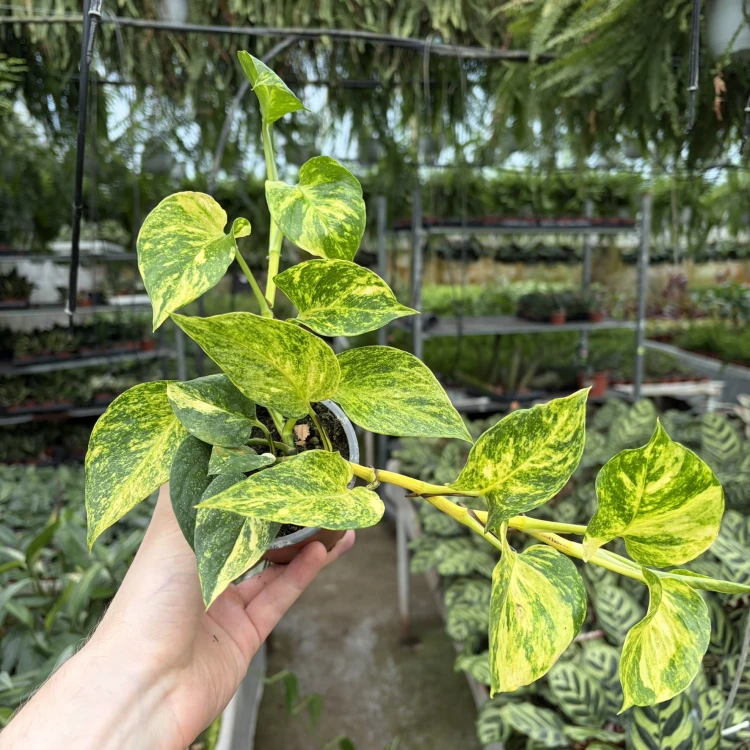 Epipremnum pinnatum Hicolor P9