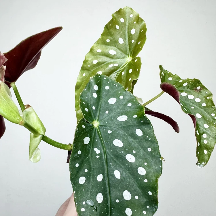 Begonia maculata Wightii Begonia koralowa P9 #3