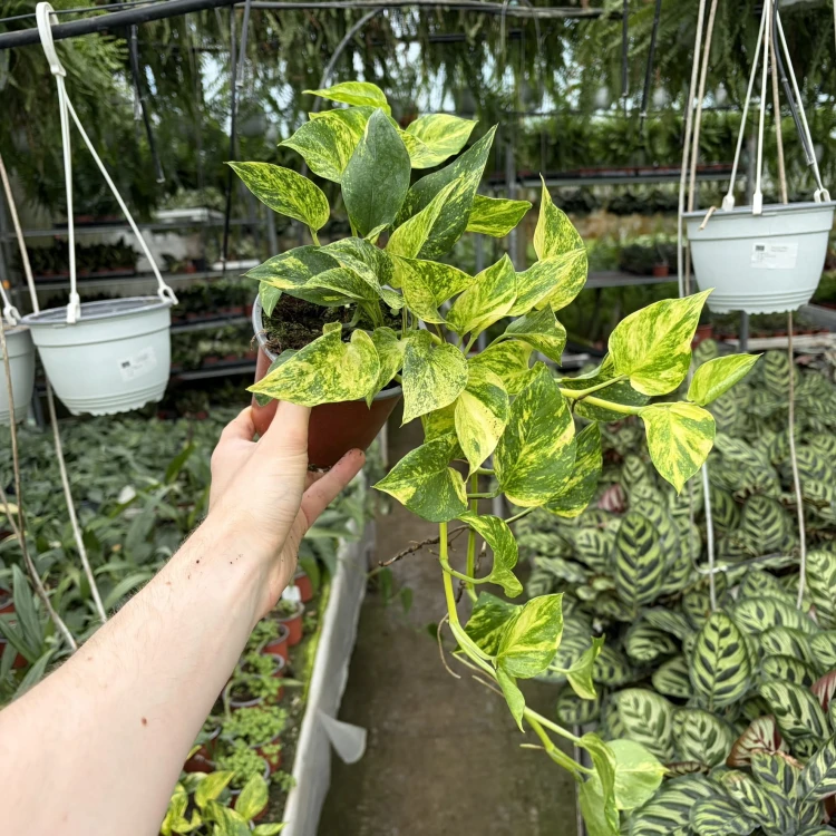 Epipremnum pinnatum Hicolor P12