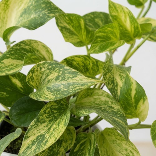 Epipremnum pinnatum Hicolor P12