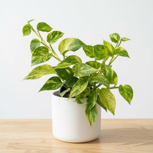 Epipremnum pinnatum Hicolor P12