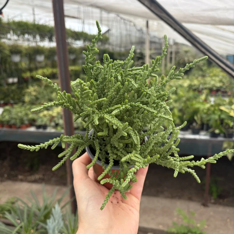 Crassula Sally Sawtooth P9