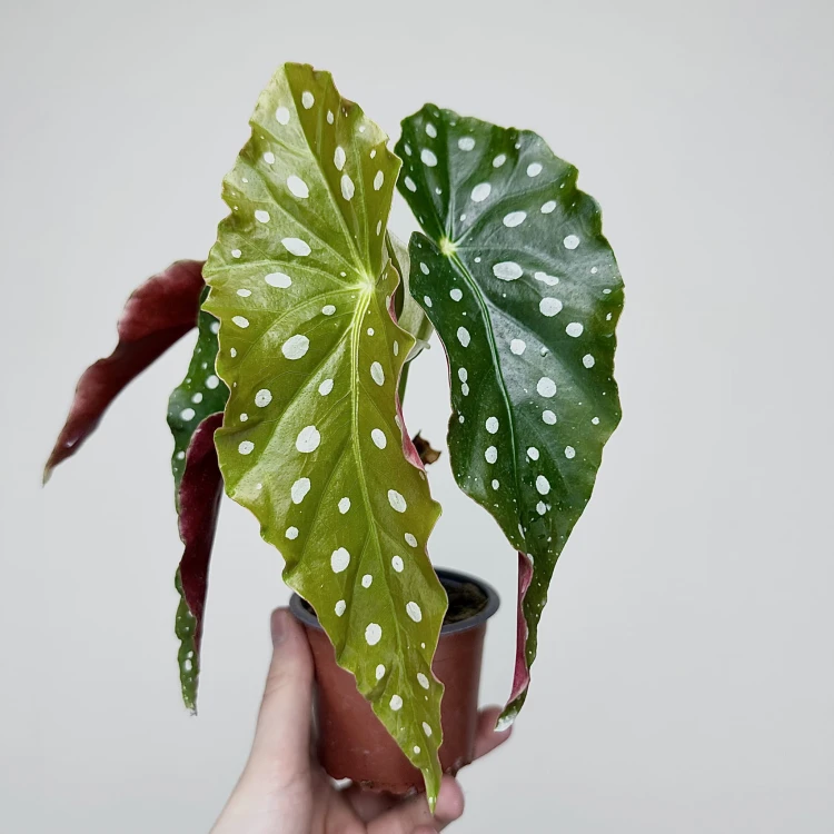 Begonia maculata Wightii Begonia koralowa P9 #4