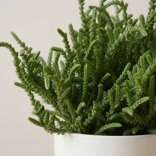 Crassula Sally Sawtooth P9