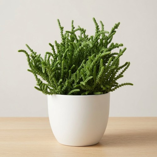 Crassula Sally Sawtooth P9
