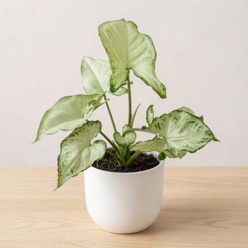Syngonium Holly M Zroślicha P9