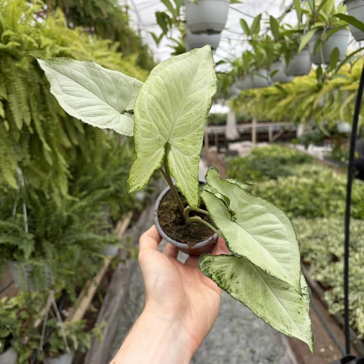 Syngonium Holly M Zroślicha P9