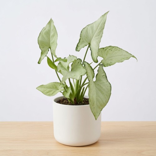 Syngonium Holly M Zroślicha P11
