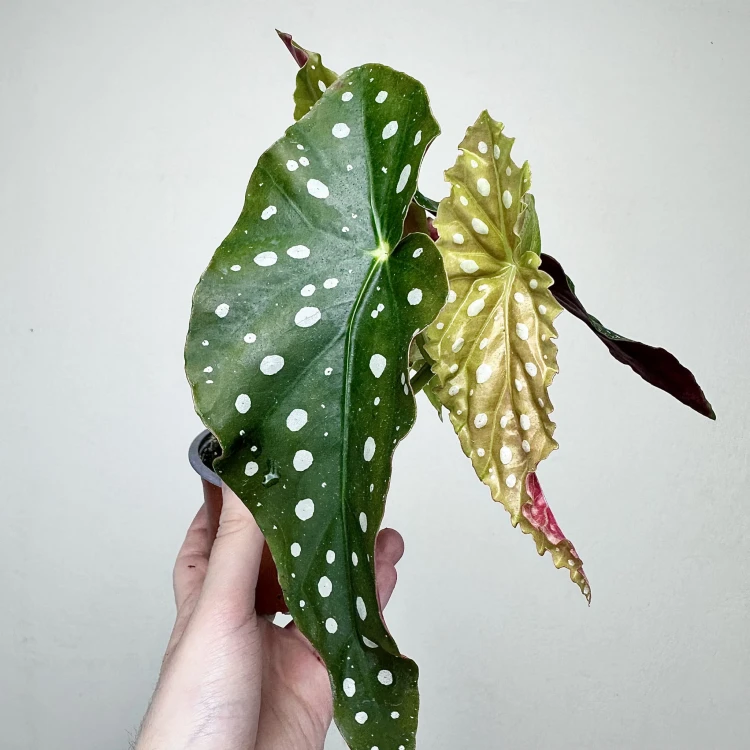 Begonia maculata Wightii Begonia koralowa P9 #5