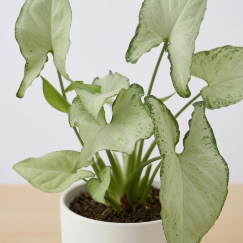 Syngonium Holly M Zroślicha P11