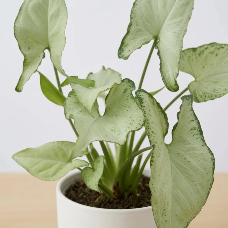 Syngonium Holly M Zroślicha P11