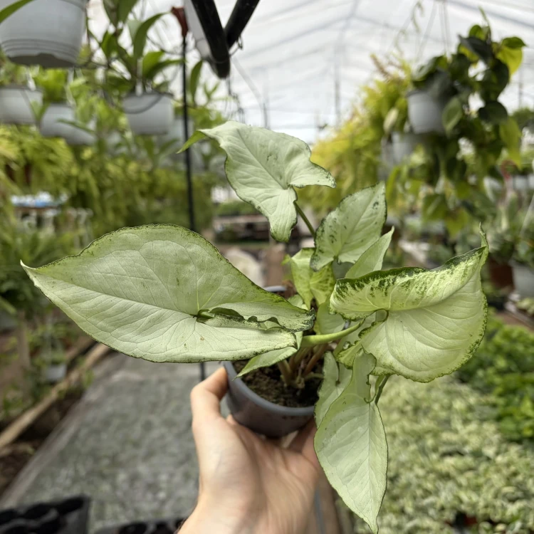 Syngonium Holly M Zroślicha P11