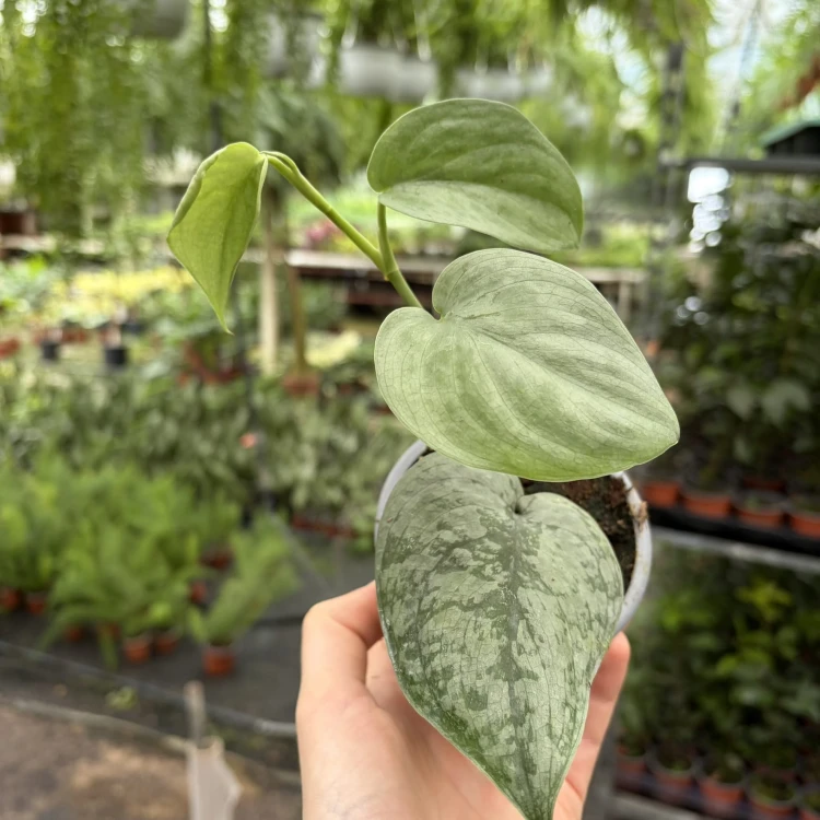 Scindapsus pictus Silver Hero P9