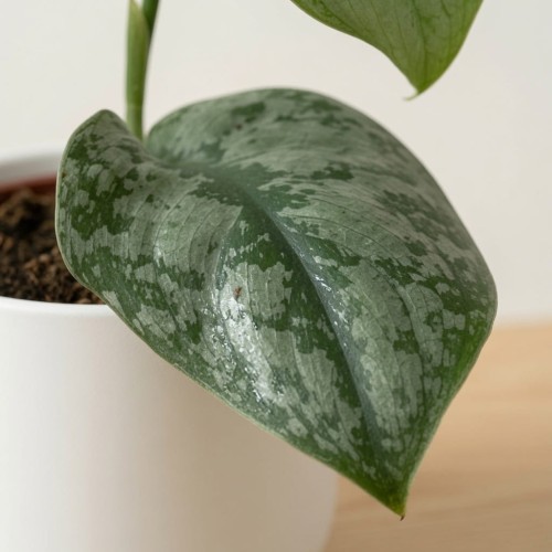 Scindapsus pictus Silver Hero P9