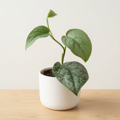Scindapsus pictus Silver Hero P9