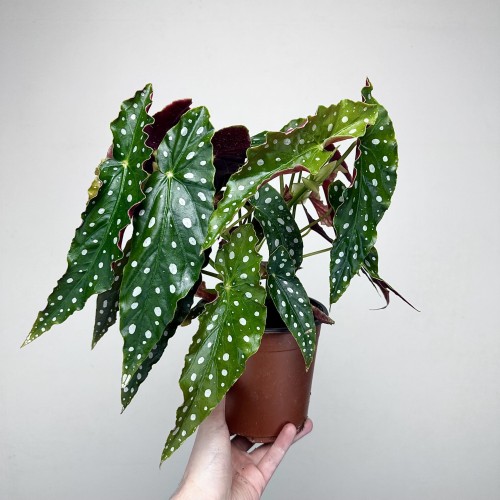 Begonia maculata Wightii Begonia koralowa P14 #1