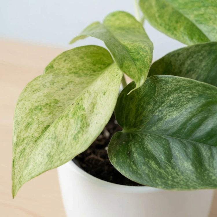 Epipremnum pinnatum Cream Mint Variegata P9