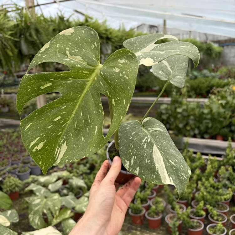 Monstera Thai Constellation P9
