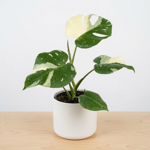 Monstera Thai Constellation P9