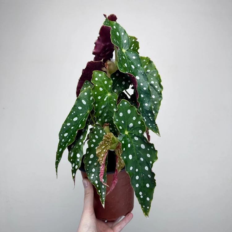 Begonia maculata Wightii Begonia koralowa P14 #2