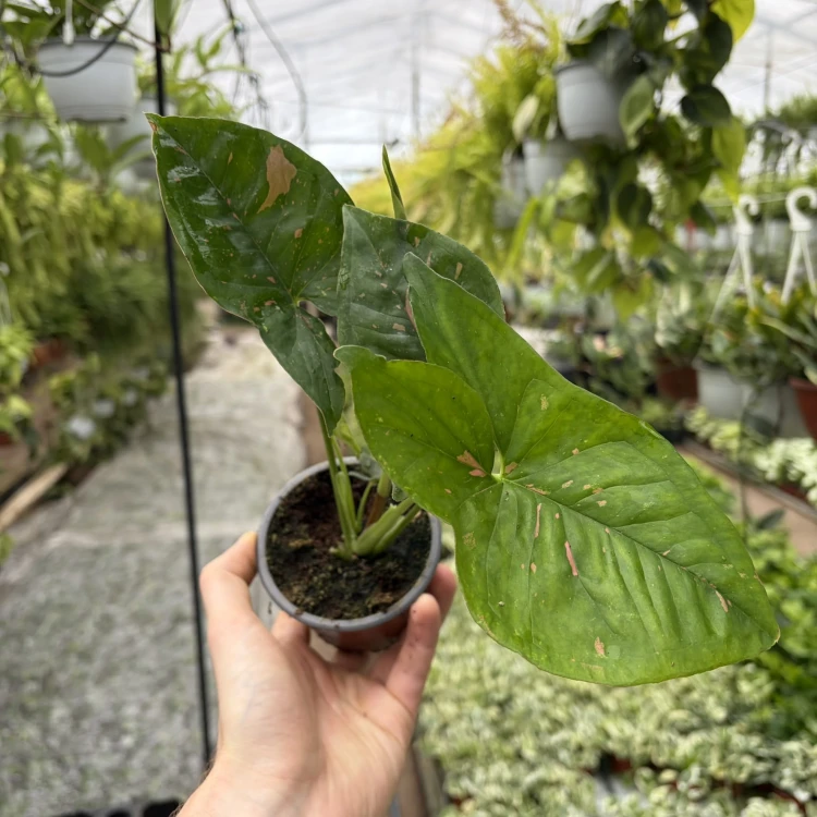 Syngonium Pink Splash Allusion Zroślicha P9