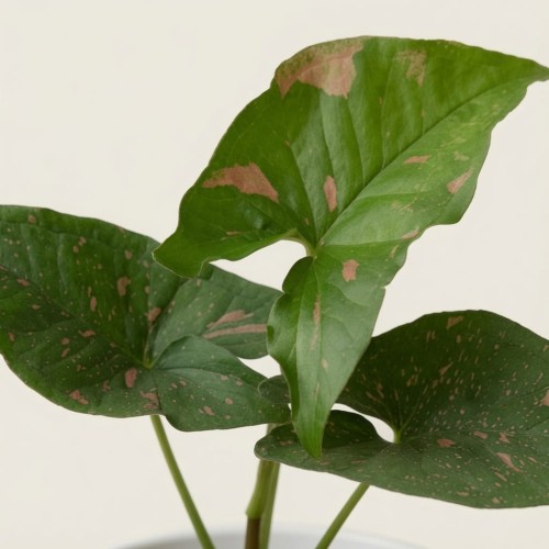 Syngonium Pink Splash Allusion Zroślicha P9