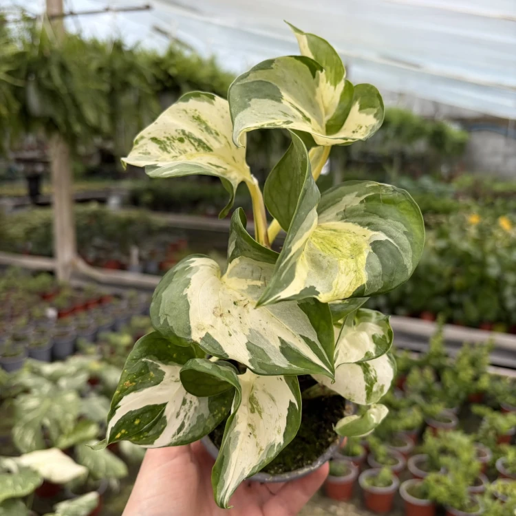 Epipremnum Happy Leaf P9