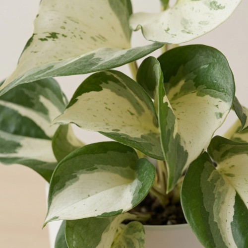 Epipremnum Happy Leaf P9