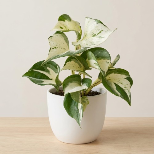 Epipremnum Happy Leaf P9