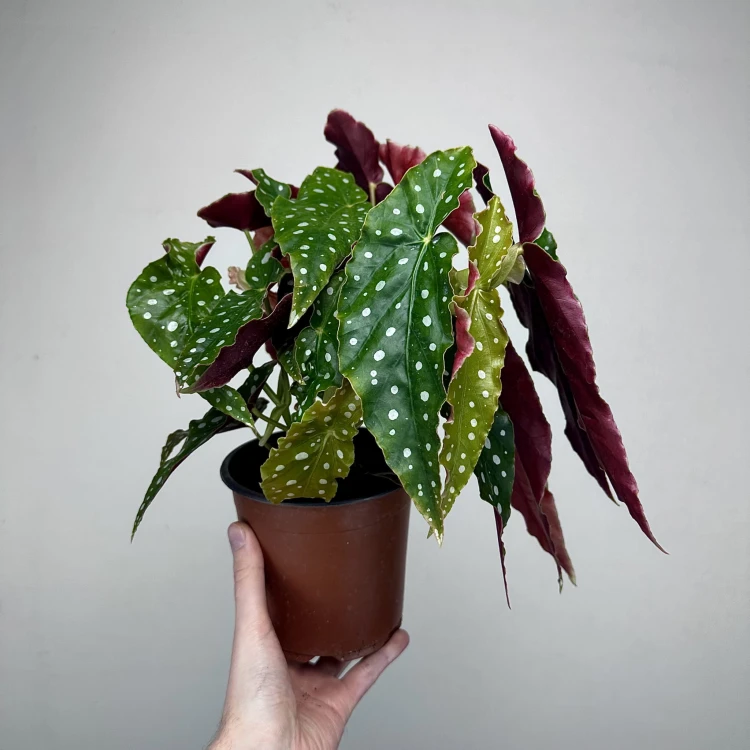 Begonia maculata Wightii Begonia koralowa P14 #3