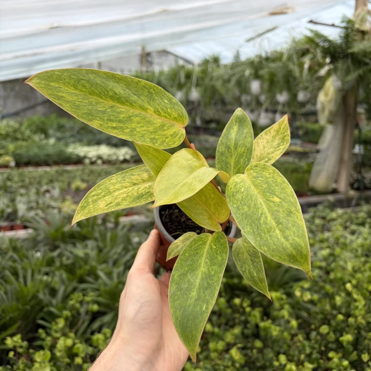 Philodendron Painted Lady Filodendron P9