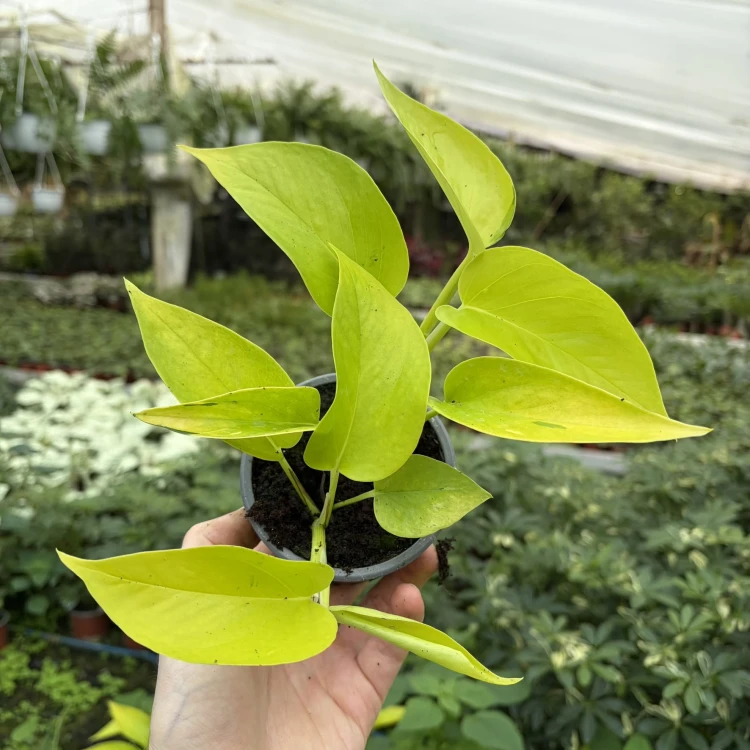 Epipremnum Golden Pothos Neon P9