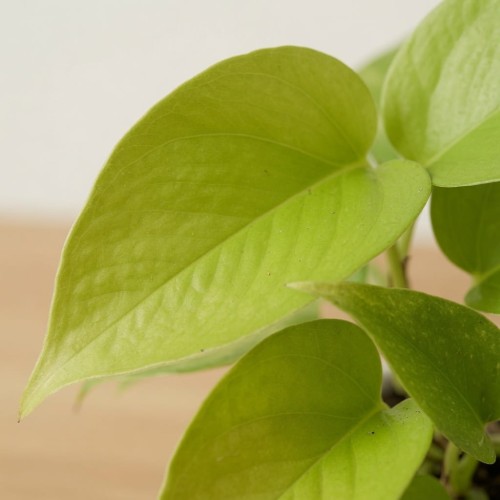 Epipremnum Golden Pothos Neon P9