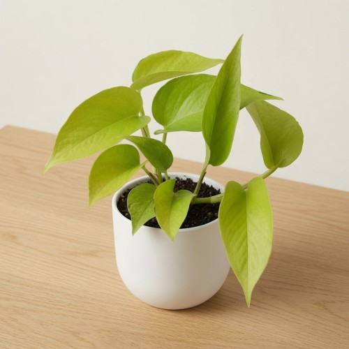 Epipremnum Golden Pothos Neon P9