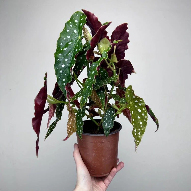Begonia maculata Wightii Begonia koralowa P14 #4