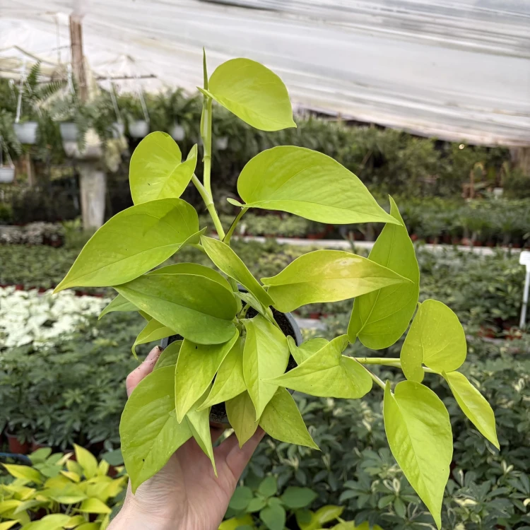 Epipremnum Golden Pothos Neon P11