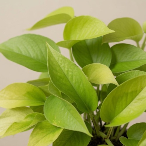 Epipremnum Golden Pothos Neon P11