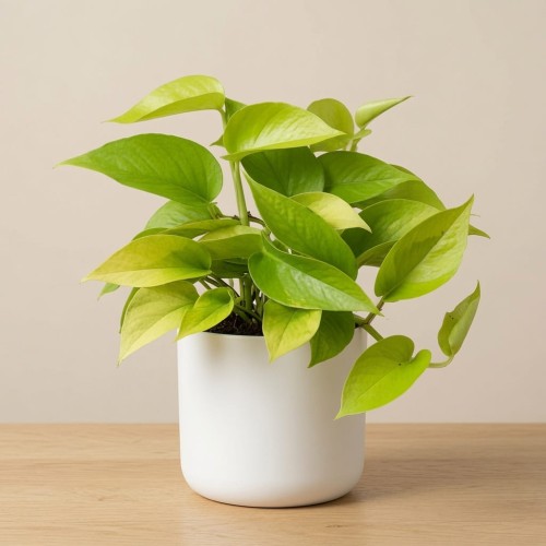 Epipremnum Golden Pothos Neon P11